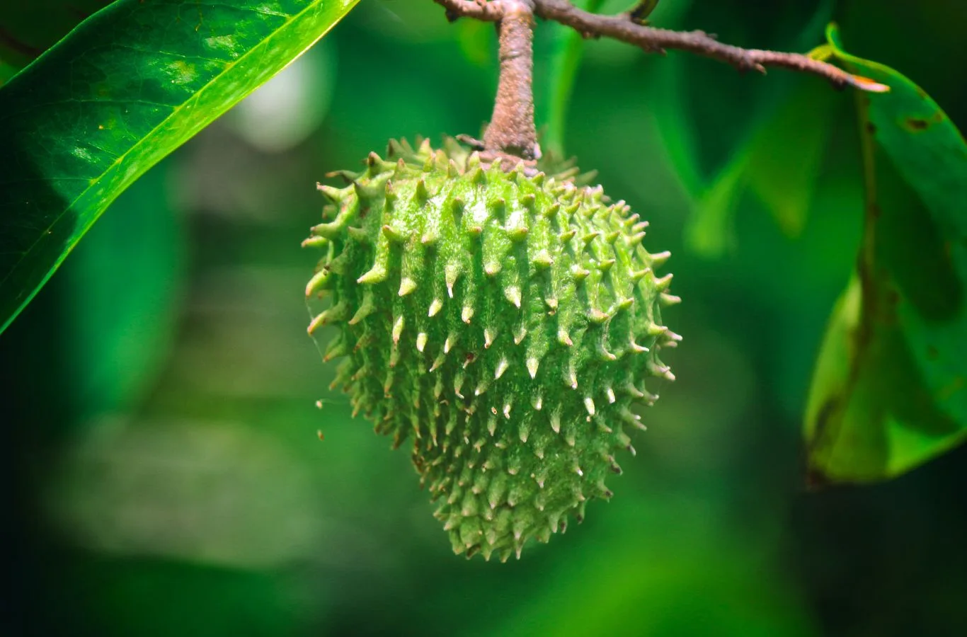 Mãng cầu đông lạnh