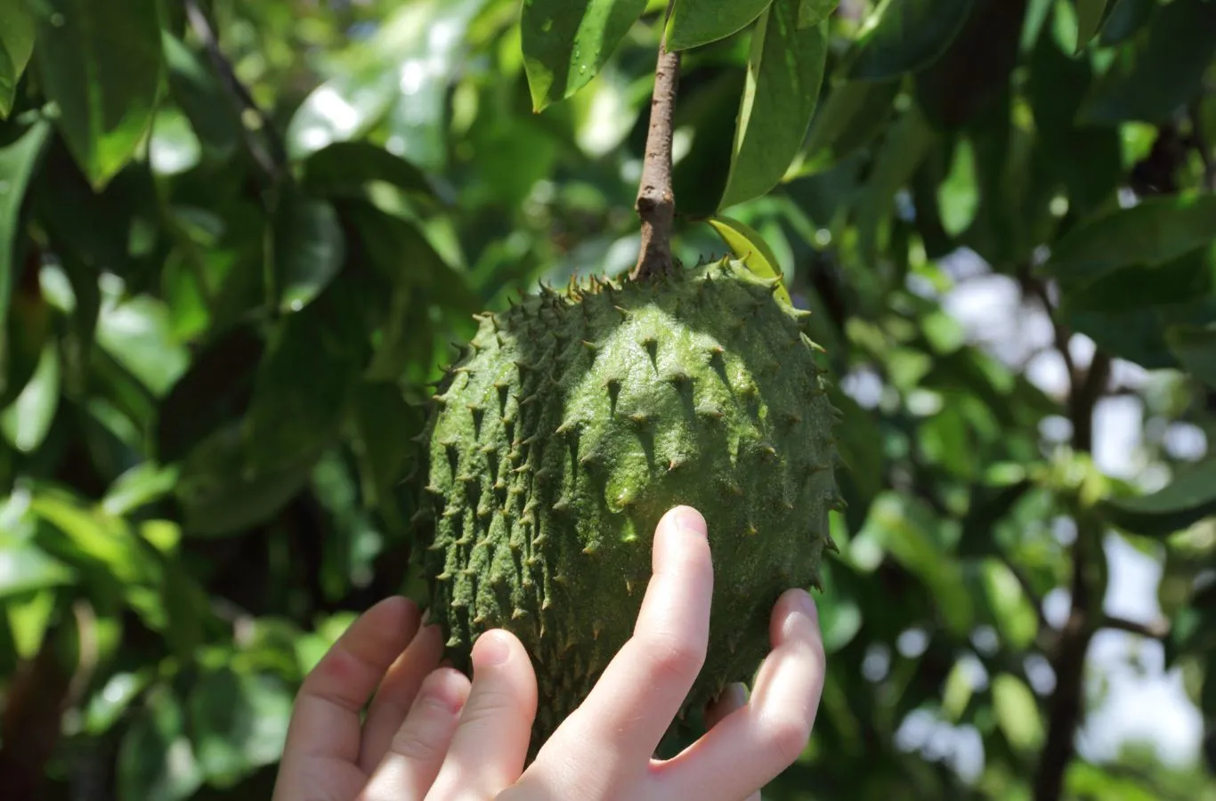 Mãng cầu đông lạnh