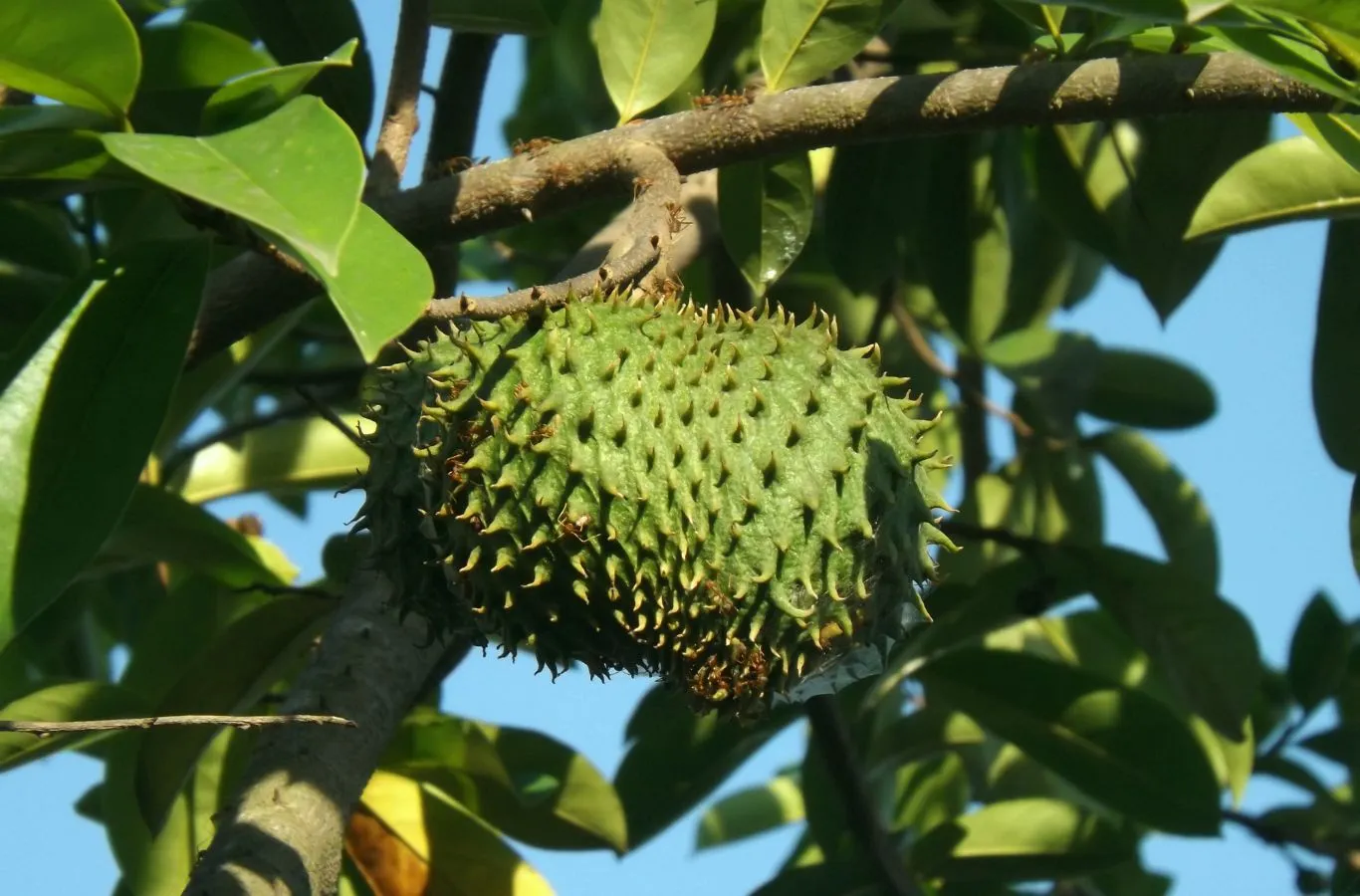 Mãng cầu đông lạnh